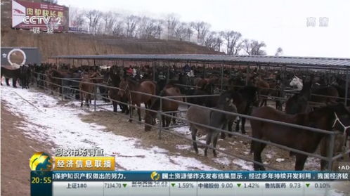 延庆北京专业生产肉驴育肥预混料厂家